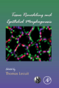 Tissue remodeling and epithelial morphogenesis