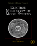 Electron microscopy of model systems