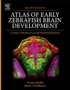 Atlas of Early Zebrafish Brain Development: A Tool for Molecular Neurogenetics