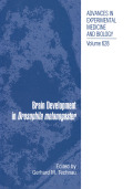 Brain development in drosophila melanogaster