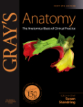 Gray's anatomy: the anatomical basis of clinical practice