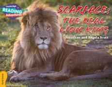 Scarface: The Real Lion King Gold Band