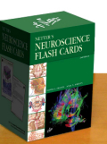 Netter's neuroscience flash cards