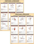 Stretching Anatomy Poster Series