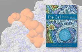 The Cell: A molecular approach