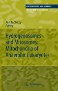Hydrogenosomes and mitosomes: mitochondria of anaerobic eukaryotes